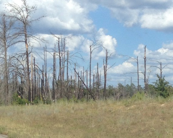 Scorched trees near Bastrop, TX affected by drought-related wildfires of 2011 with dying grass affected by current drought.